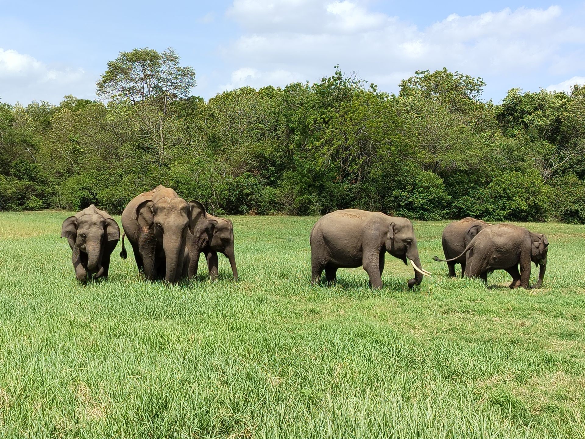 Wild Ceylon Safari Quest