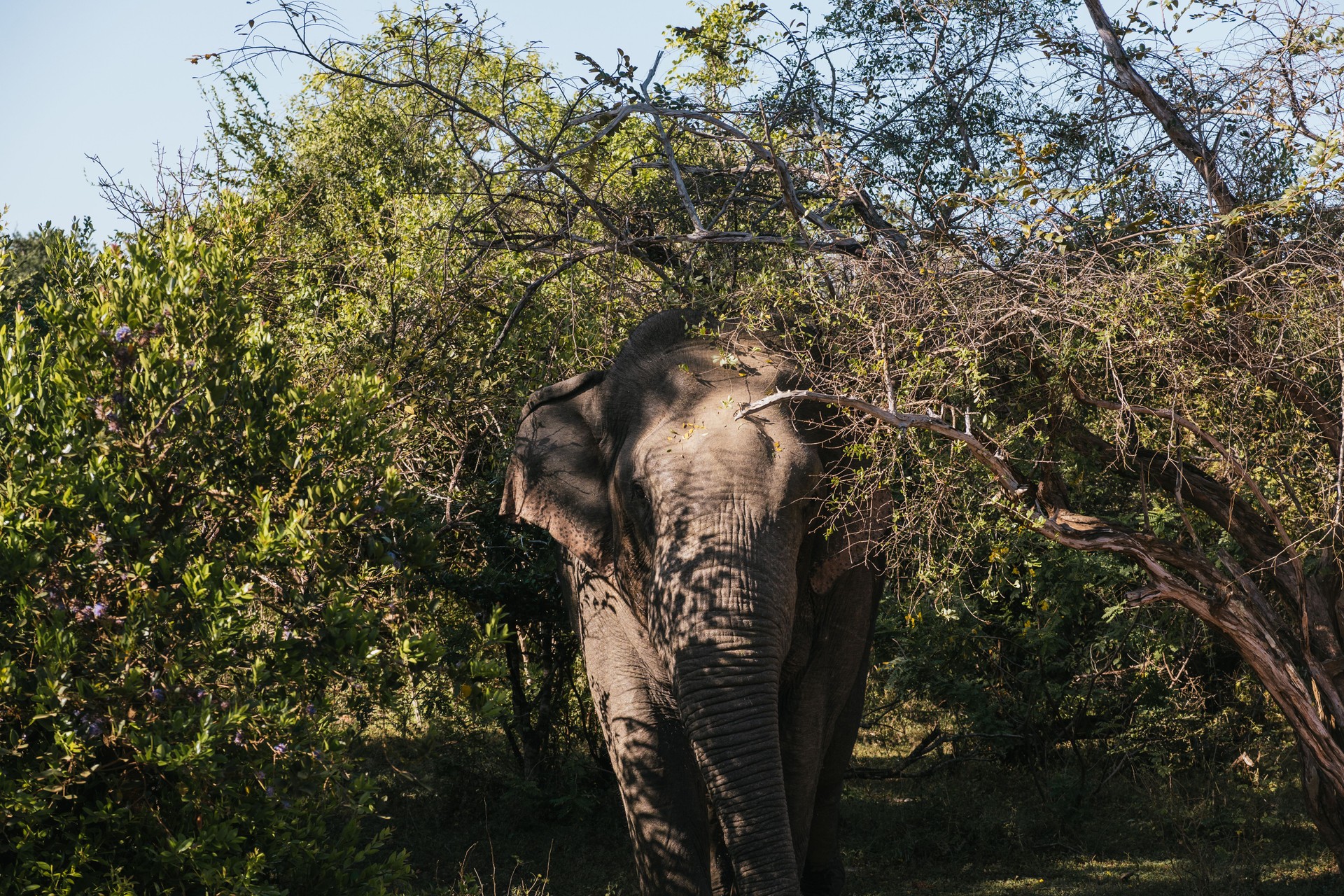 Sri Lankan elephant emerging from the forest in Udawalawe National Park