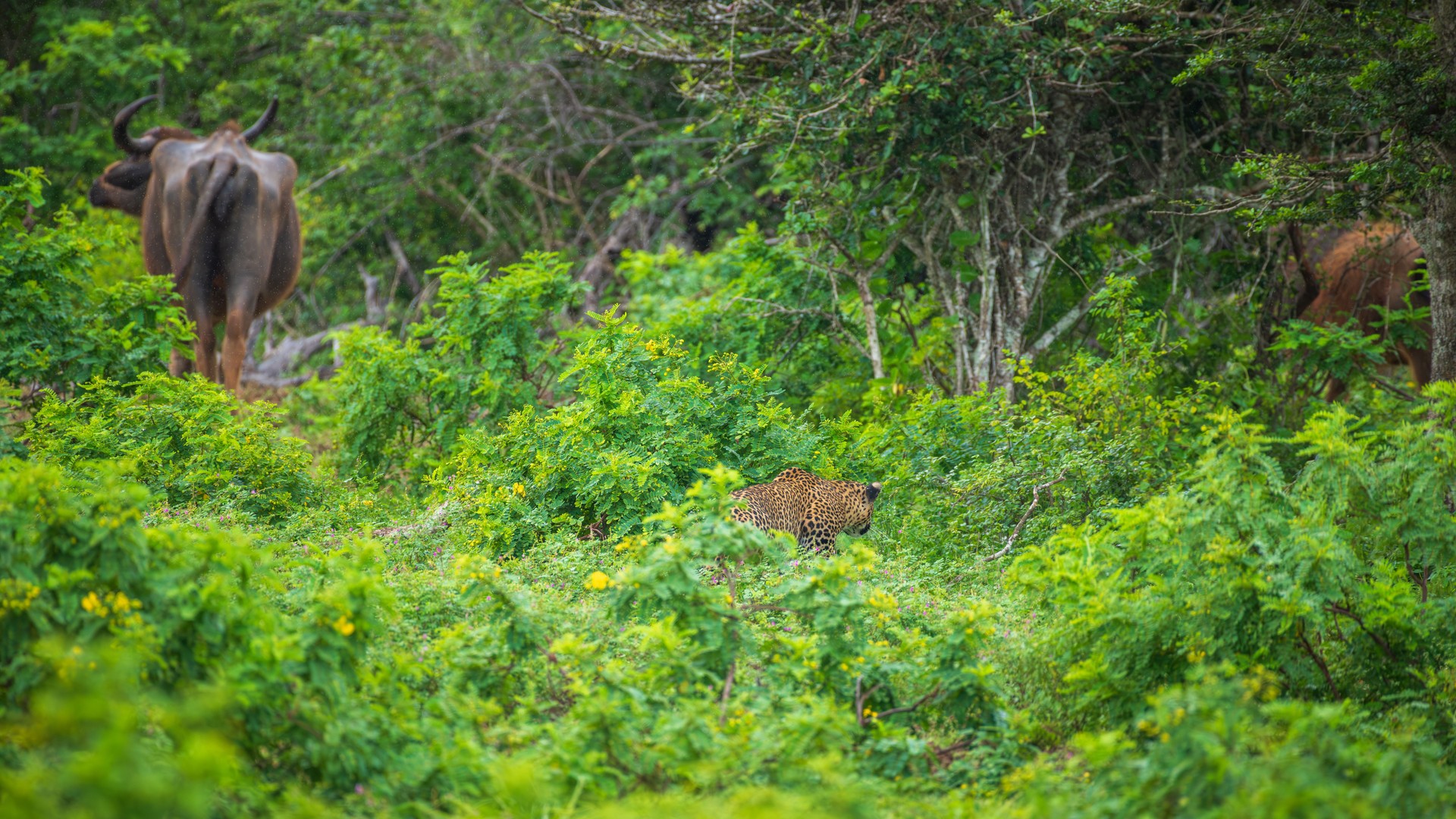 A hungry leopard stalking a wild buffalo at Yala National Park.