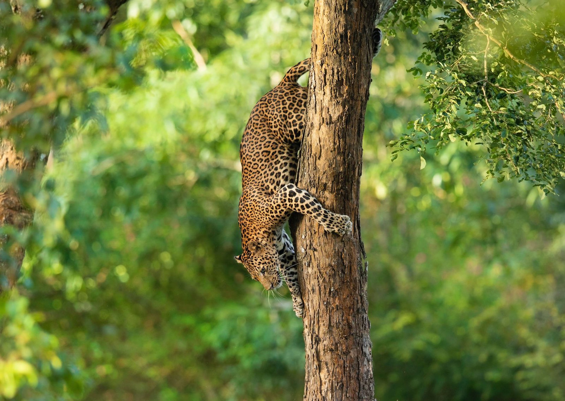 Indian leopard (Panthera pardus fusca) on a tree