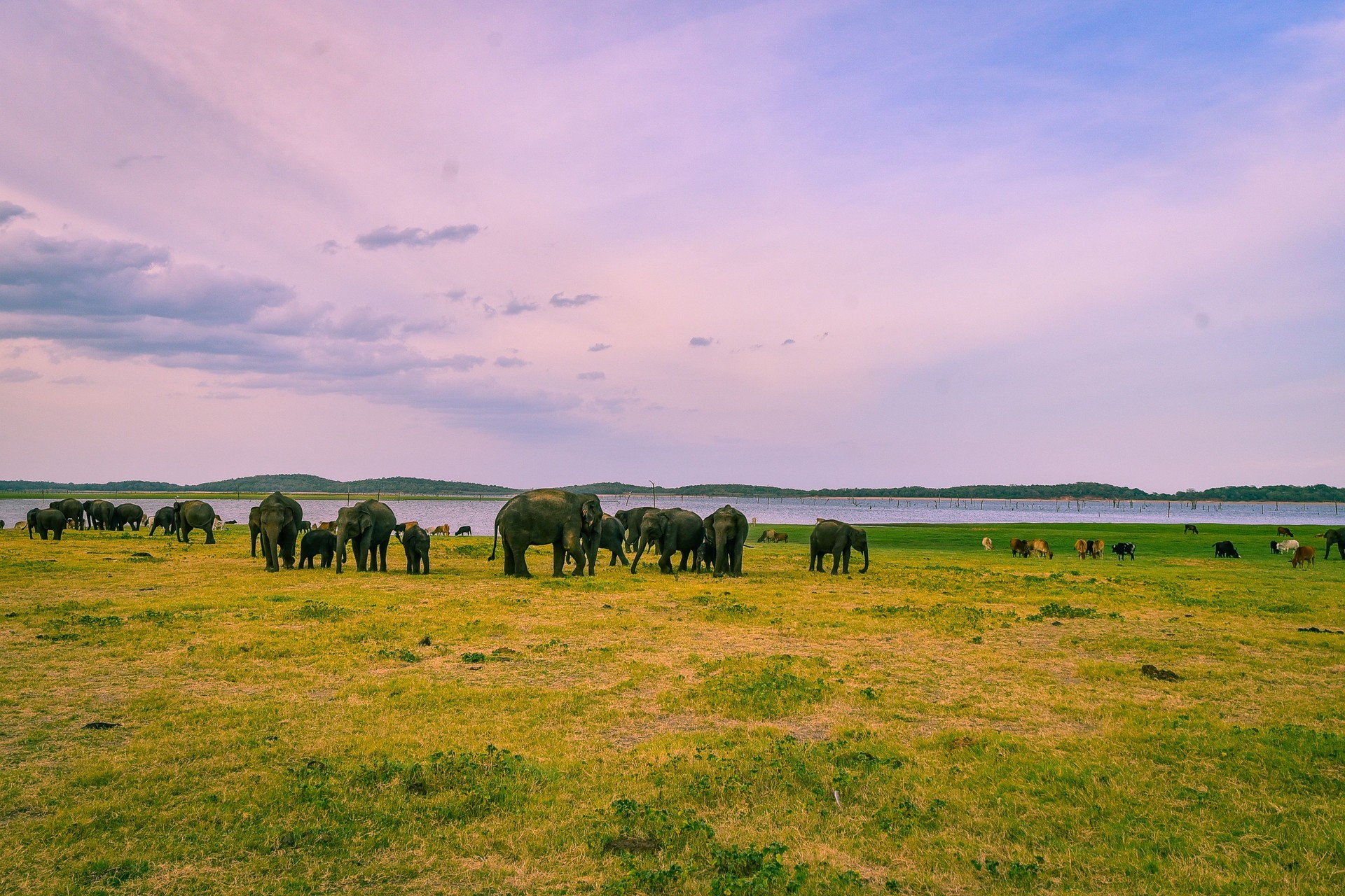 Asian elephants gathering in Minneriya National Park, Sri Lanka