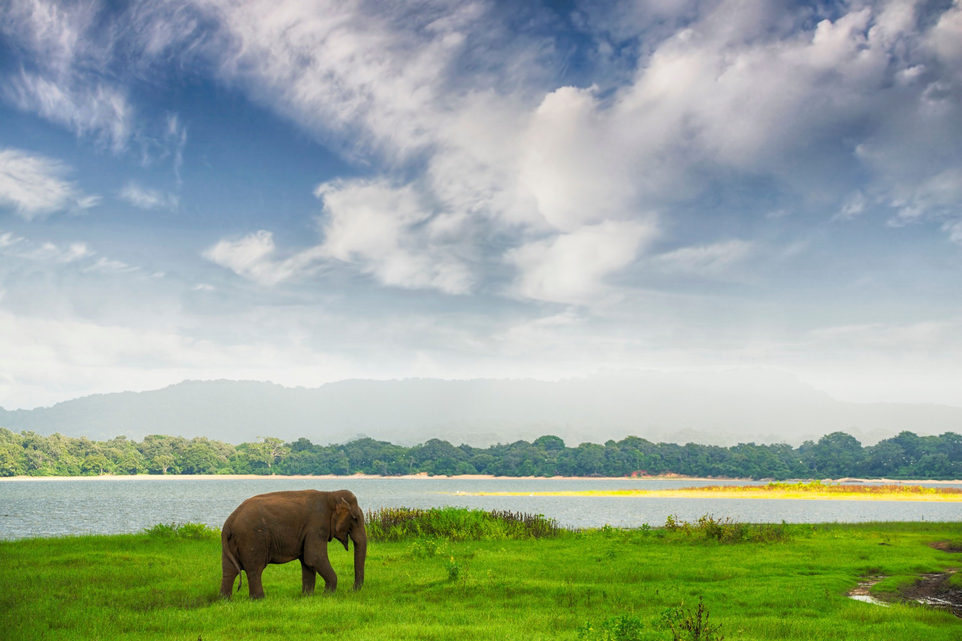 Elephant in Minneriya Wildlife Reserve, Sri Lanka