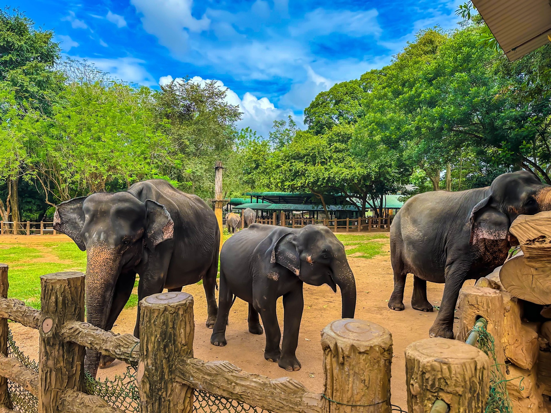 Asian elephants (Elephas maximus) in Pinnawala Elephant Orphanage, Sri Lanka