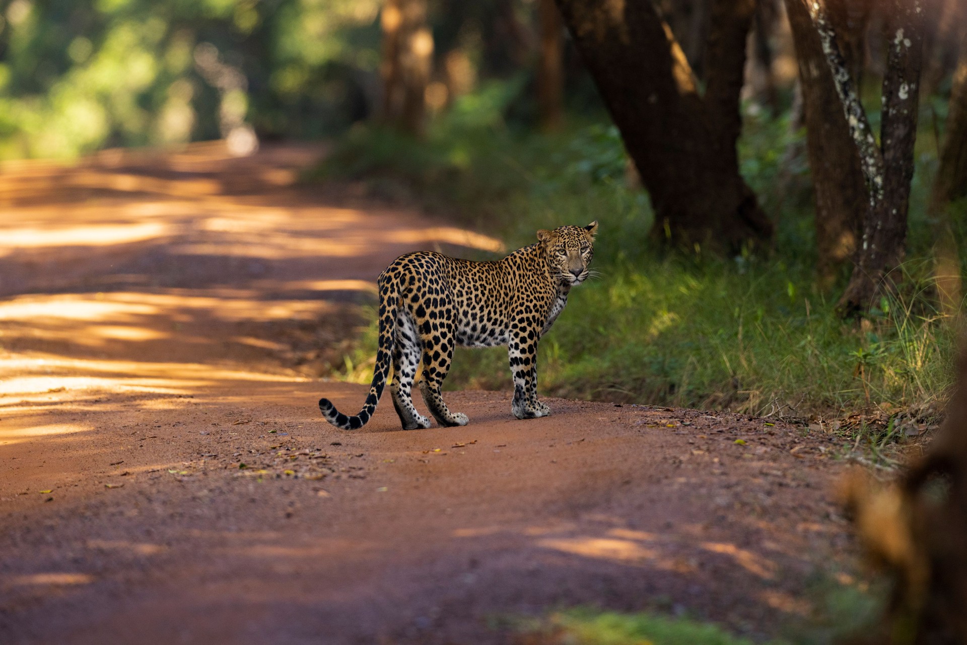 Sri Lankan Leopard crossing the road