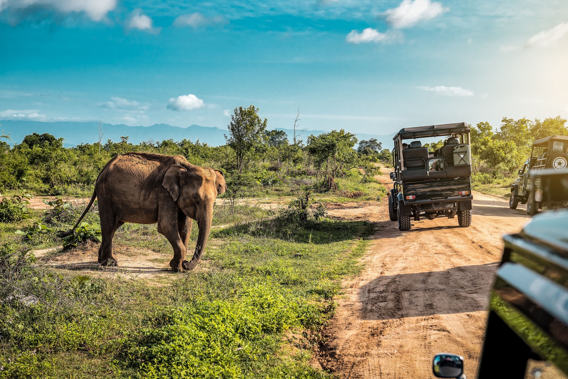 Live cute elephant on safari tour. Udawalawe Sri Lanka