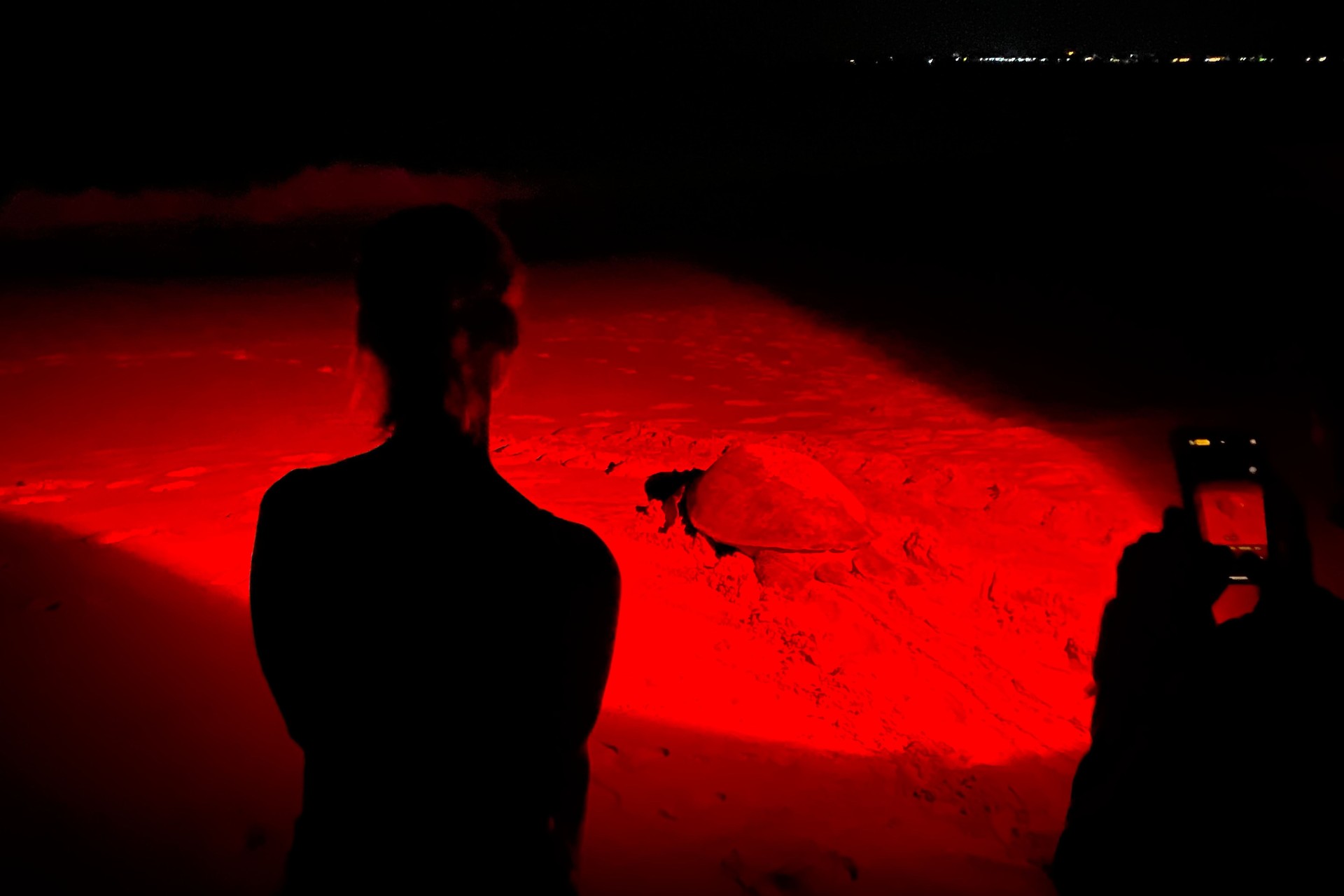 Tourist watching green sea Turtle crawl. Sri Lanka Rekawa Beach at Night illuminated by red infrared light. Popular attraction turtle watch activity , guided turtle-watching tours